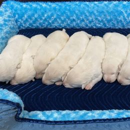 American Eskimo Dog and German Shepherd Puppies from Lone Cone Kennels