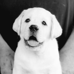 Labrador Retrievers from ROCK CREEK LABRADORS