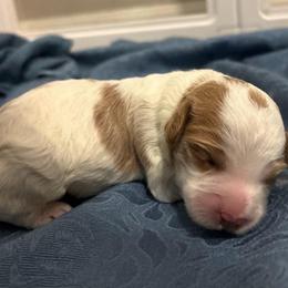 Boy 1 - Parti male Goldendoodle puppy in Bradenton, Florida from Christianna’s Mini Goldendoodles