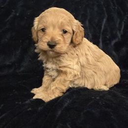 Cody - Red and white male Cockapoo puppy in Copan, Oklahoma from Tatums cavapoos