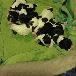 English Springer Spaniel Puppies from Indian Creek Springers