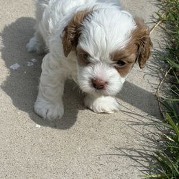Cavapoo and Shihpoo Puppies from Haus of Doodles