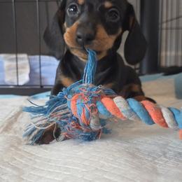 Leia AKC - Black and tan female Dachshund puppy in Arizona from Tps Teeny Weins