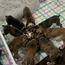 Boxer Puppies from Reynolds Homestead Boxers