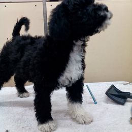 Portuguese Water Dog Puppies from Alto Mare PWDs