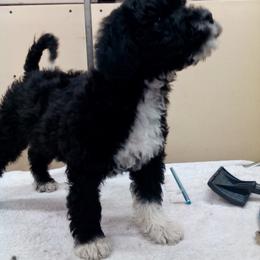 Portuguese Water Dog Puppies from Alto Mare PWDs