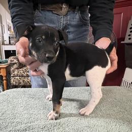 Pop - White black and tan male Rat Terrier puppy in Gonzales, Texas from Sunshine Deckers