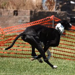 Great Danes from Rare Earth Danes