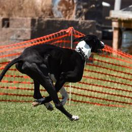 Great Danes from Rare Earth Danes