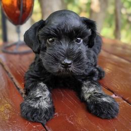 Ivy Imported Champion Lines - Black female Miniature Schnauzer puppy in Saratoga Springs, Utah from Happy Beard Schnauzers