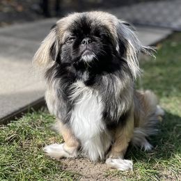 Josie - Pekingese