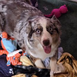 Elektra - Australian Shepherd