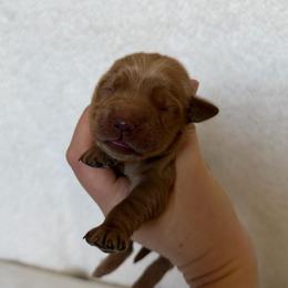 Female 3 - Golden female Golden Retriever puppy in Utah from Deseret Peak Goldens
