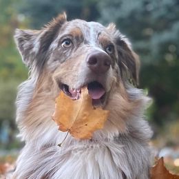 Australian Shepherds from The Ghost Eyed Ones