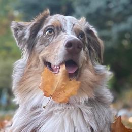 Australian Shepherds from The Ghost Eyed Ones