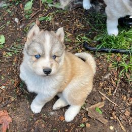 Leo - Sable and white male Siberian Husky puppy in Everett, Washington from Addison Grove Huskies