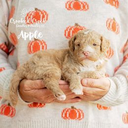 Apple - Red  female Goldendoodle puppy in Woodruff, South Carolina from Crooked Creek Doodles and Poodles