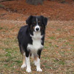 Ridley - Australian Shepherd