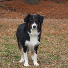 Ridley - Australian Shepherd