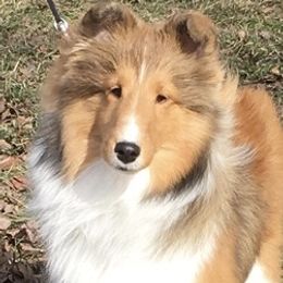 Shetland Sheepdogs from Keeara’s Shetland Sheepdogs