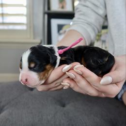 Funny Girl - Tri-color female Bernedoodle puppy in Murray, Utah from Sun Valley Doodles