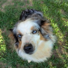 Caspian - Miniature Australian Shepherd