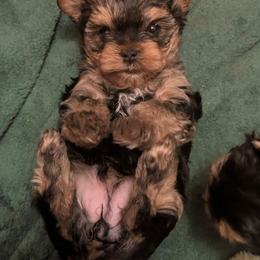 Bella - Black and gold female Yorkshire Terrier puppy in East Alton, Illinois from Yorkies of the Shire