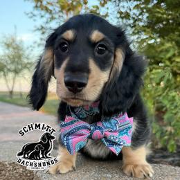 Hook - Black and cream male Dachshund puppy in Ramona, Oklahoma from Schmitt Dachshunds