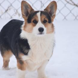 Miniature American Shepherds, Miniature Australian Shepherds, Pembroke Welsh Corgis, and Toy Australian Shepherds from Texas Bluebonnet Herders