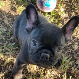 French Bulldog puppies from Dayna Gwaltney