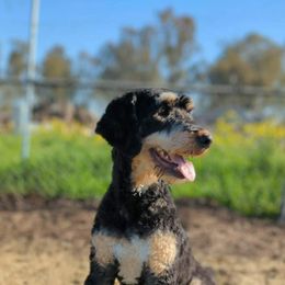 Trudy - Bernedoodle
