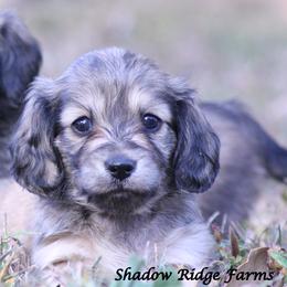 Whisper - Cream female Dachshund puppy in Murray, Kentucky from Shadow Ridge Farms