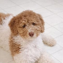 Hope - Brown and white female Bernedoodle puppy in Marion County, Ohio from Hatten Homestead Kennels