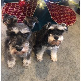Miniature Schnauzer Puppies from Thaddeus's Miniature Schnauzers