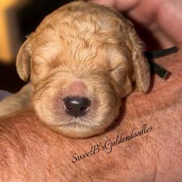 Black Collar - Red  male Goldendoodle puppy in Ringgold, Georgia from Sweet B’s Goldendoodles