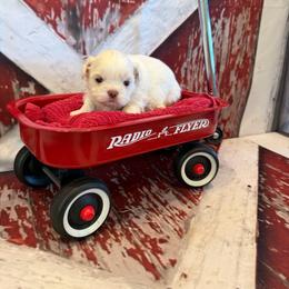 Sam - White male Shih Tzu puppy in Success, Missouri from Sweet Success