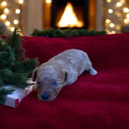 Olive - Apricot female Poodle puppy in Okc, Oklahoma from Diva’s Designer Dogs