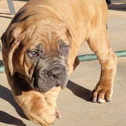 4 - Fawn male Cane Corso puppy in Scottsdale, Arizona from Marcus Attilius Cane Corso