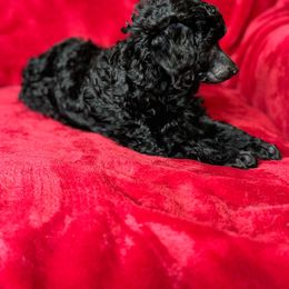 Velma - Poodle puppy from PuppyLove Poodles