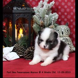 Pomeranian Puppies from Port Bee Pomeranian’s