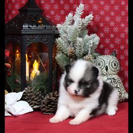 Pomeranian Puppies from Port Bee Pomeranian’s
