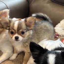 Violet - Chocolate sabled fawn female Chihuahua puppy in East Syracuse, New York from Blissful’s Chihuahuas