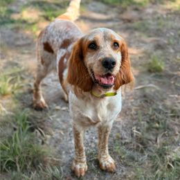 Rooster - English Springer Spaniel