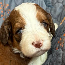 Addi - female Newfypoo puppy in San Antonio, Texas from Mammoth Doodles