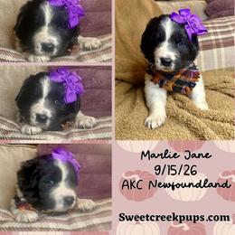 Marlie Jane - White and black female Newfoundland puppy in Cambridge, Ohio from Sweet Creek Pups
