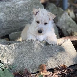 Scottish Terrier Puppies from Capstone Scottish Terriers