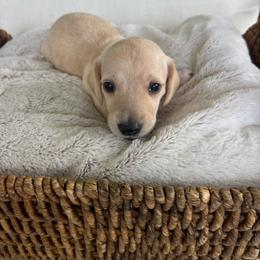 Skipper - Cream male Dachshund puppy in Bremen, Georgia from Asapp’s Sweet and Spicy Dachshunds