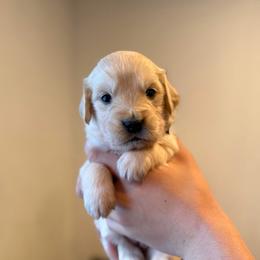 Male puppy pick 5 - Light golden male Golden Retriever puppy in Colville, Washington from Columbia Ridge Goldens