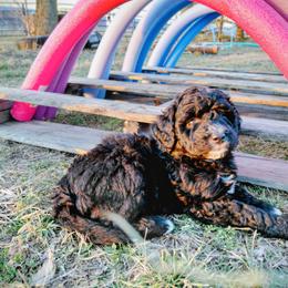 Assorted Doodle Crosses Puppies from Southern Star Goldendoodles