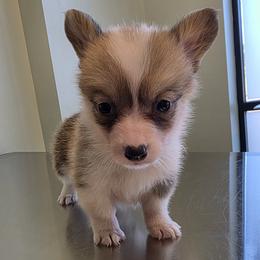 Female 2 - Red female Pembroke Welsh Corgi puppy in Unicoi, Tennessee from East Tennessee Clark Corgis